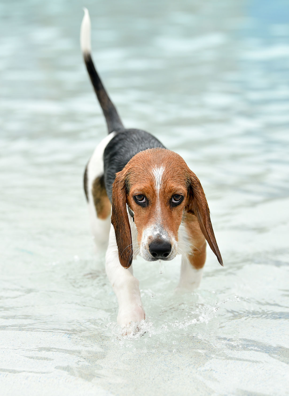 082919-bet-doggysplash-028a.JPG